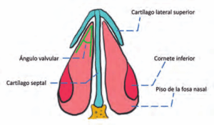 estructura nasal septum cornetes respiración nasal